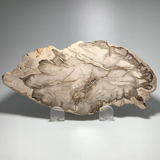 Araucaria Petrified Wood Slice - Rocks and Gems Canada