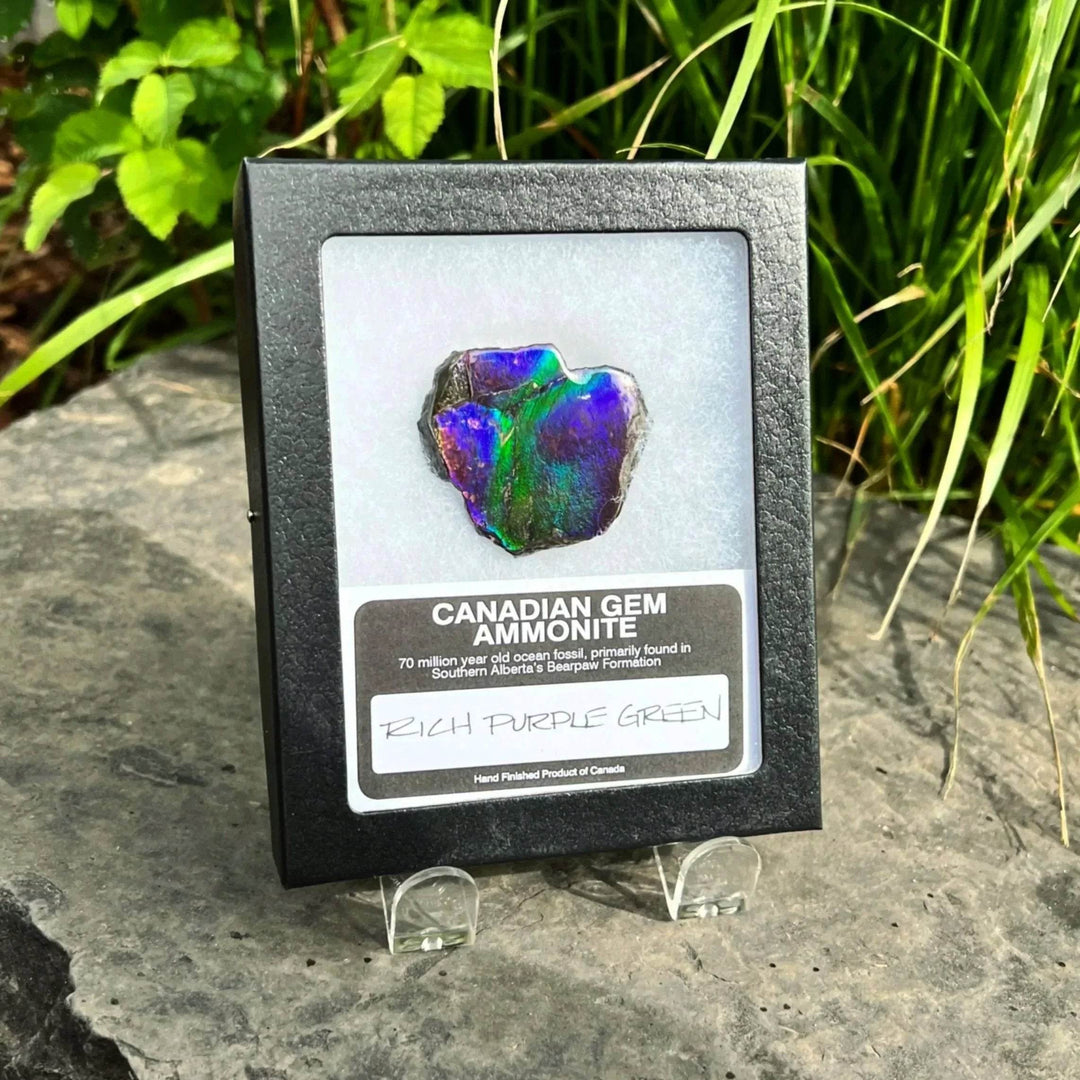 Ammolite Gem Display Box - Rocks and Gems Canada