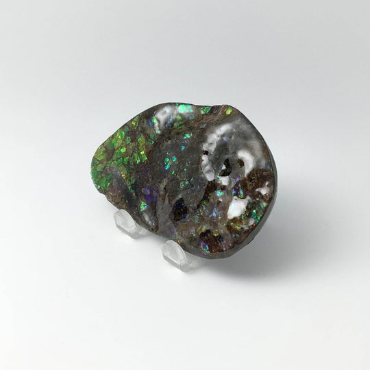 Ammolite Specimen - Rocks and Gems Canada