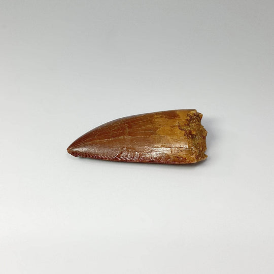 Fossilized Carcharodontosaurus Dinosaur Tooth Specimen - Rocks and Gems Canada