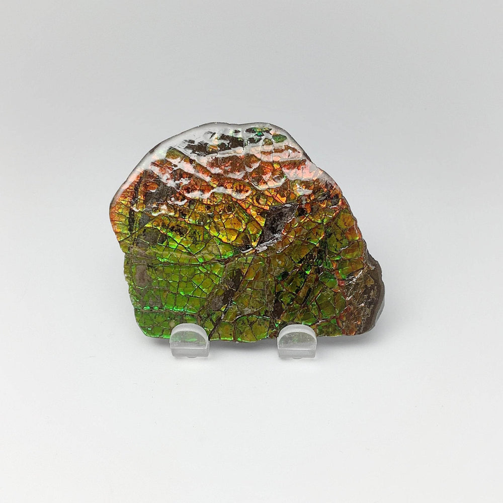 Ammolite Specimen - Rocks and Gems Canada