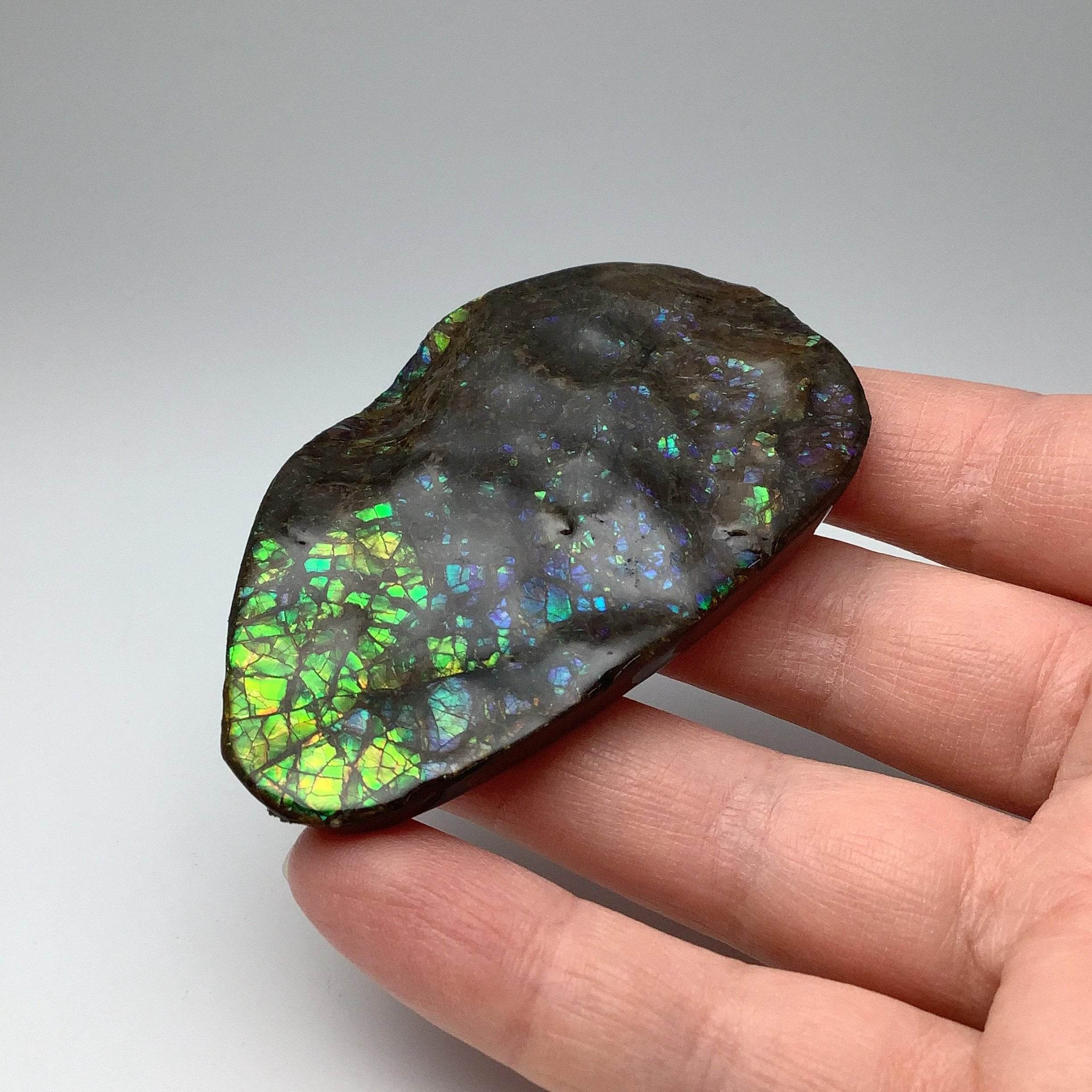 Ammolite Specimen - Rocks and Gems Canada