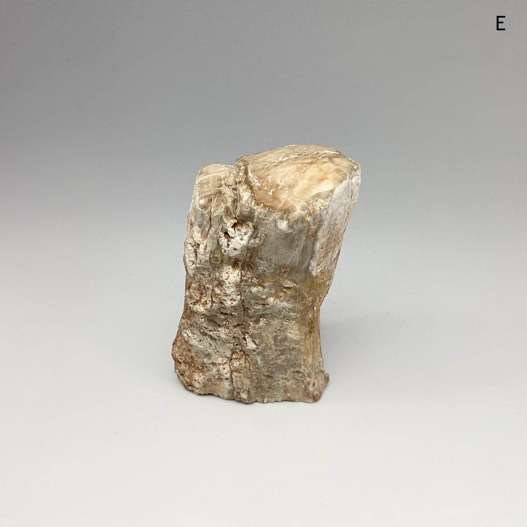 Petrified Wood Branch - Rocks and Gems Canada