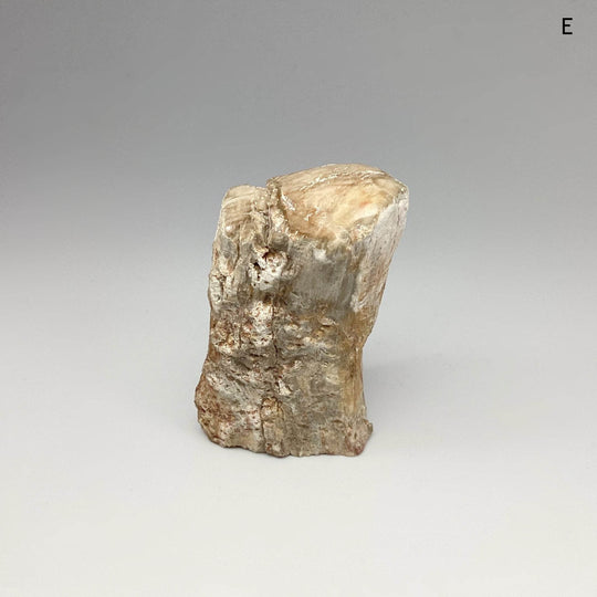 Petrified Wood Branch - Rocks and Gems Canada