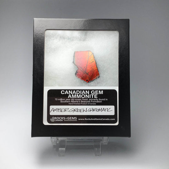 Ammolite Gem Display Box - Rocks and Gems Canada