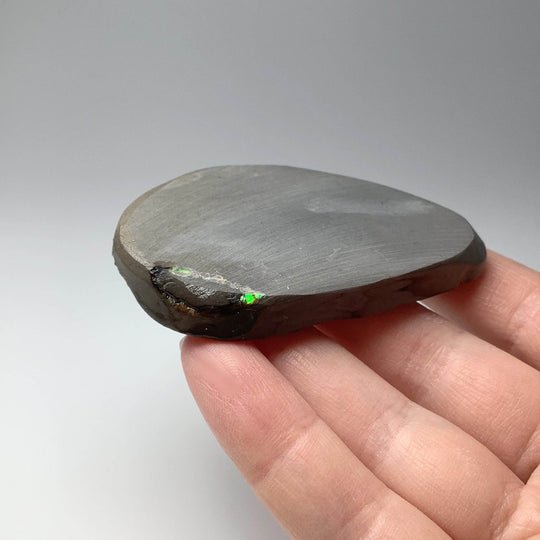 Ammolite Specimen - Rocks and Gems Canada