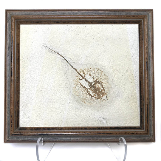 Heliobatis Fossil Plate in Frame - Rocks and Gems Canada