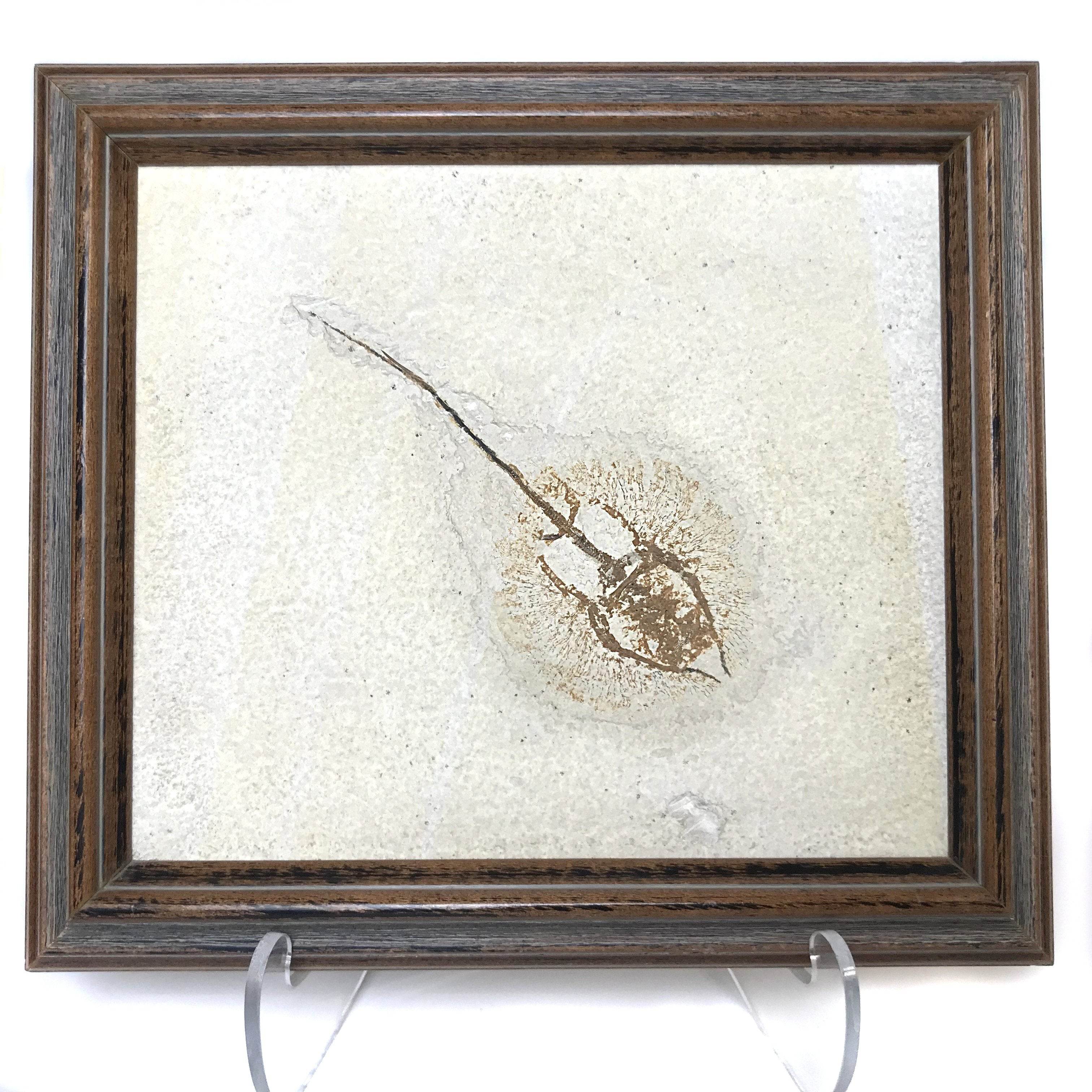 Heliobatis Fossil Plate in Frame - Rocks and Gems Canada