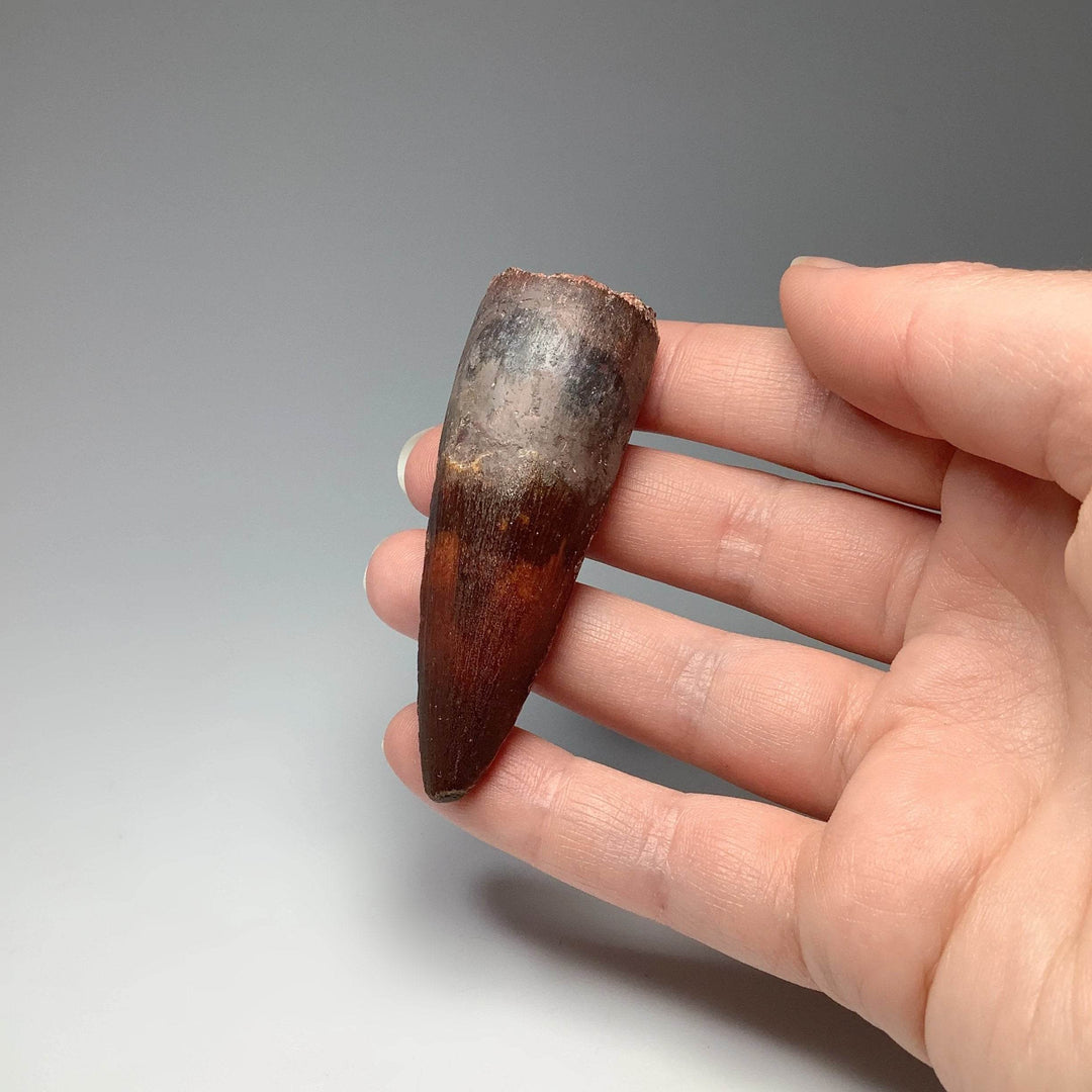 Fossilized Spinosaurus Tooth Specimen - Rocks and Gems Canada
