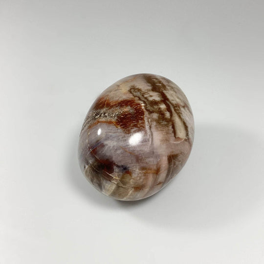 Petrified Wood Tumble - Rocks and Gems Canada