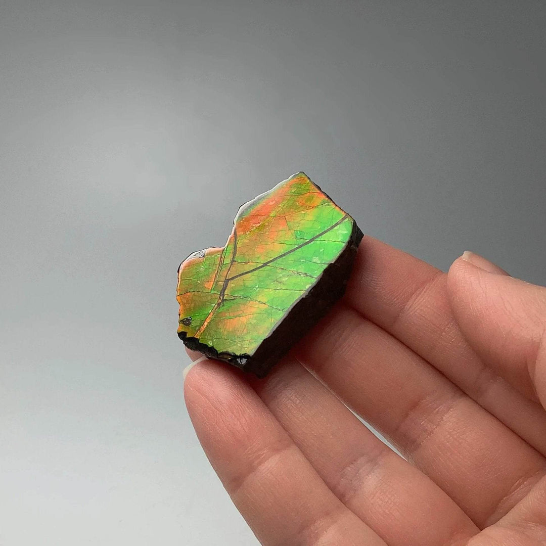 Ammolite Gem Display Box - Rocks and Gems Canada