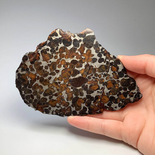 Sericho Large Meteorite Slice - Rocks and Gems Canada