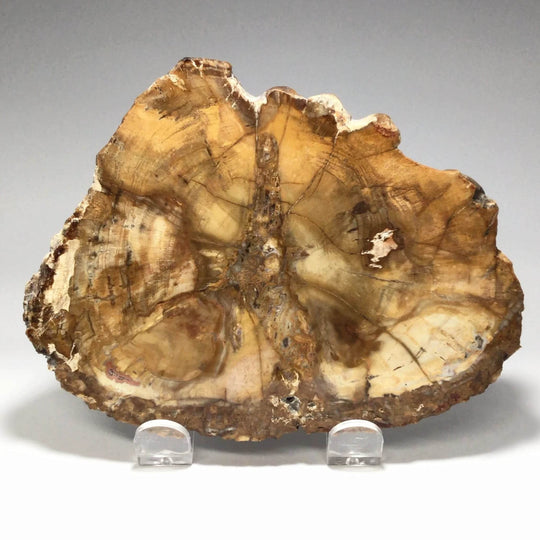Petrified Wood Slice - Rocks and Gems Canada