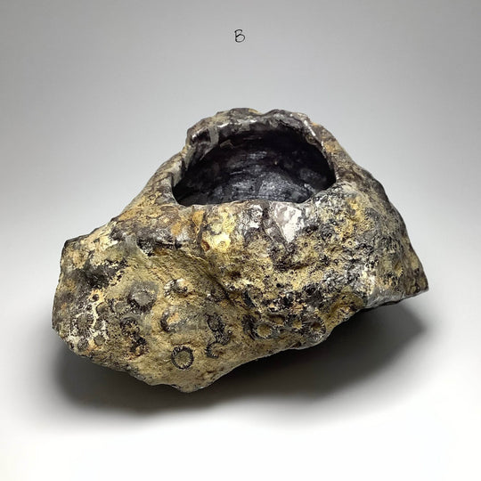 Fossilized Coral Bowl - Rocks and Gems Canada