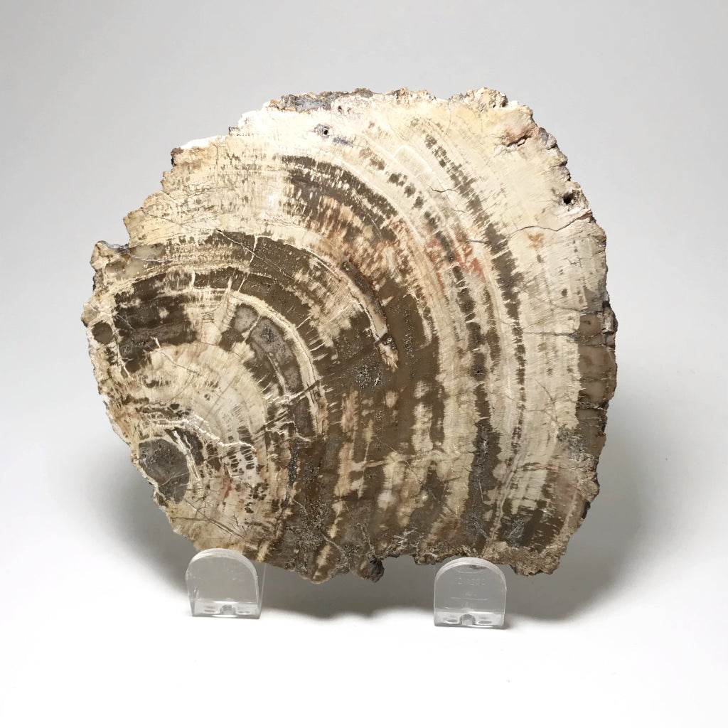 Araucaria Petrified Wood Slice - Rocks and Gems Canada