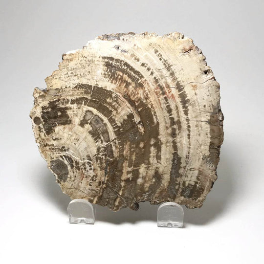 Araucaria Petrified Wood Slice - Rocks and Gems Canada