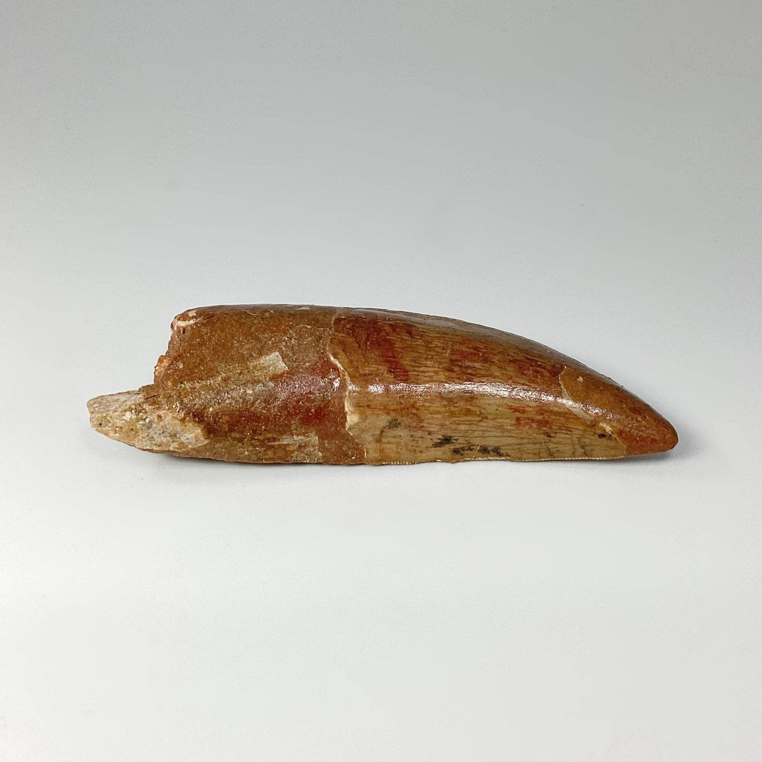 Fossilized Carcharodontosaurus Dinosaur Tooth Specimen - Rocks and Gems Canada