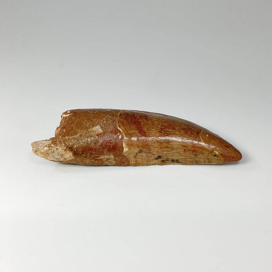 Fossilized Carcharodontosaurus Dinosaur Tooth Specimen - Rocks and Gems Canada