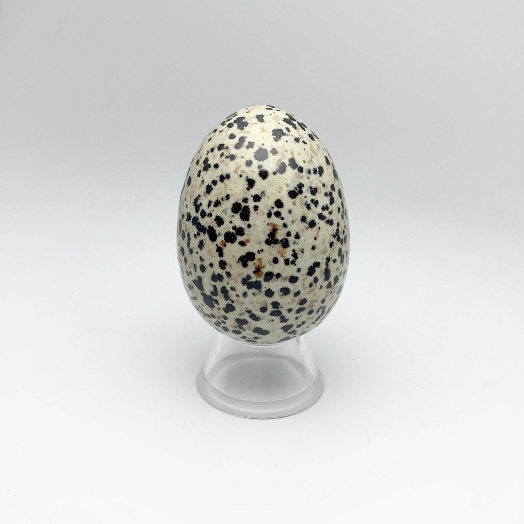 Dalmatian Jasper Egg - Rocks and Gems Canada