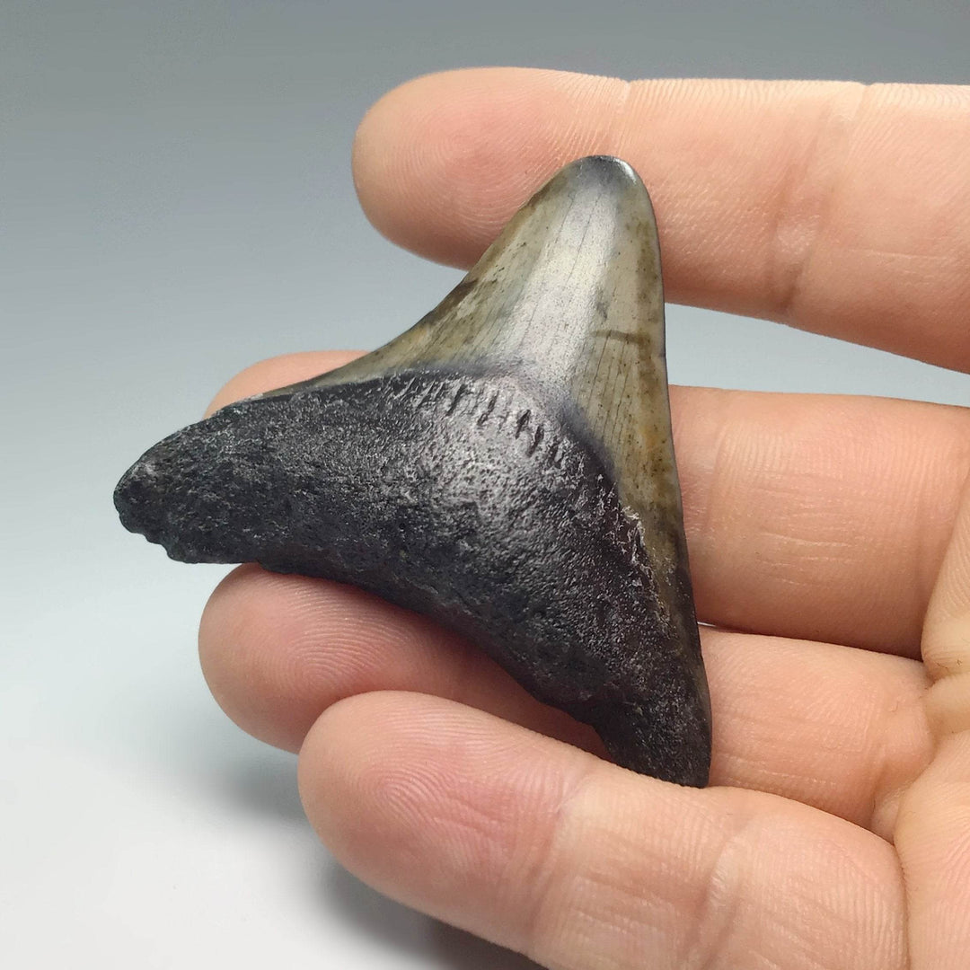 Fossilized Shark Tooth Specimen: Extinct Great White Shark - Rocks and Gems Canada