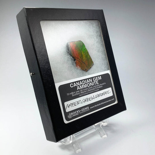 Ammolite Gem Display Box - Rocks and Gems Canada
