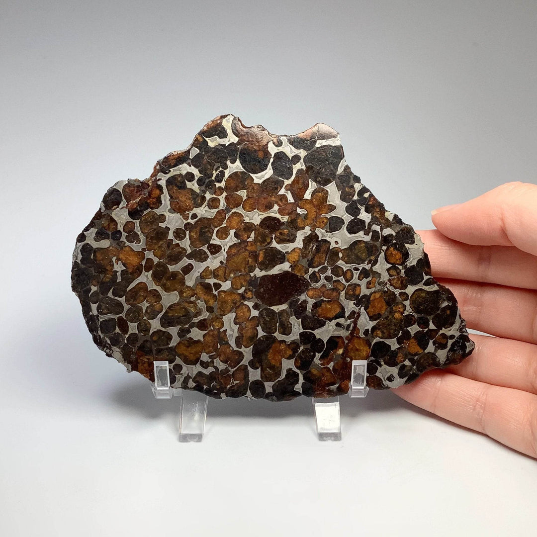 Sericho Large Meteorite Slice - Rocks and Gems Canada