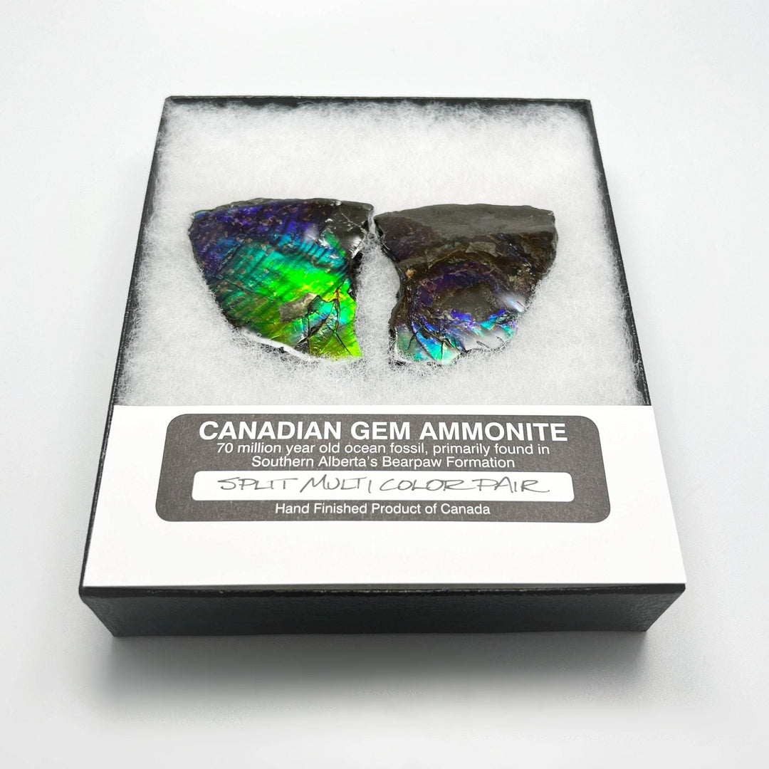 Ammolite Gem Display Box - Rocks and Gems Canada