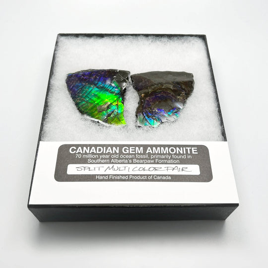 Ammolite Gem Display Box - Rocks and Gems Canada