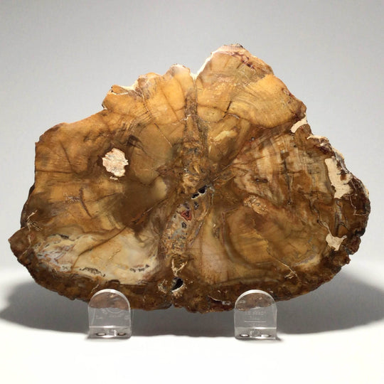 Petrified Wood Slice - Rocks and Gems Canada