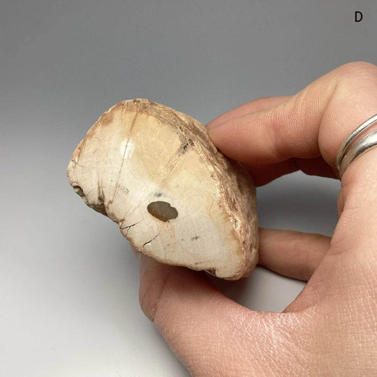 Petrified Wood Branch - Rocks and Gems Canada