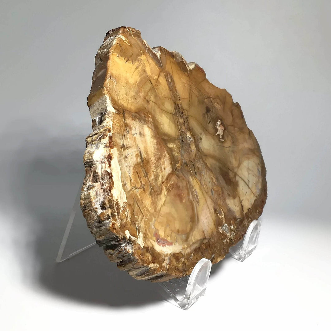 Petrified Wood Slice - Rocks and Gems Canada