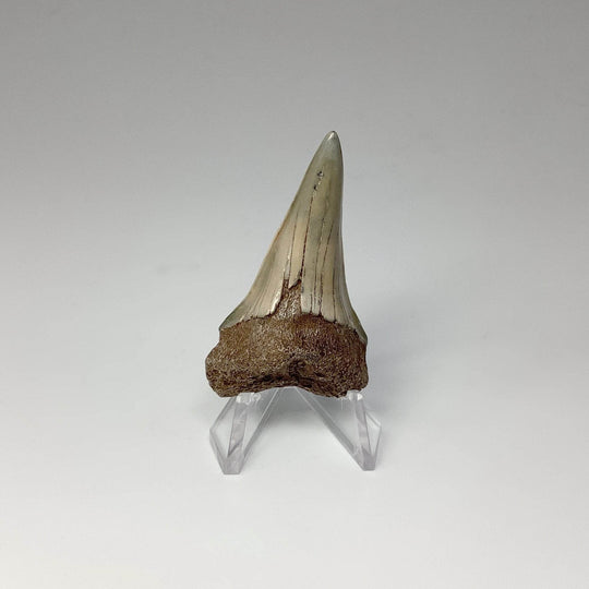 Fossilized Shark Tooth Specimen: Mako - Rocks and Gems Canada