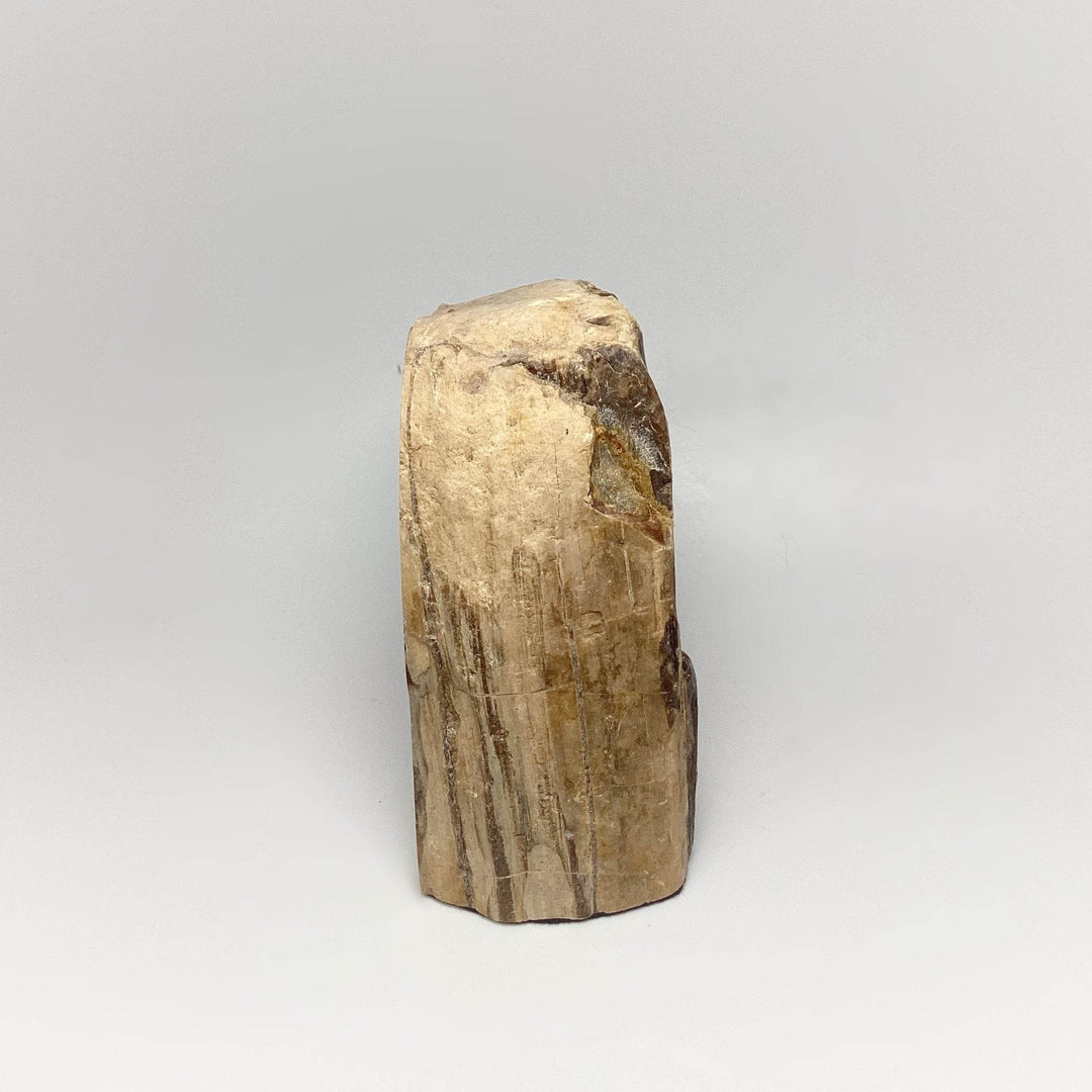 Petrified Wood Stand Up - Rocks and Gems Canada