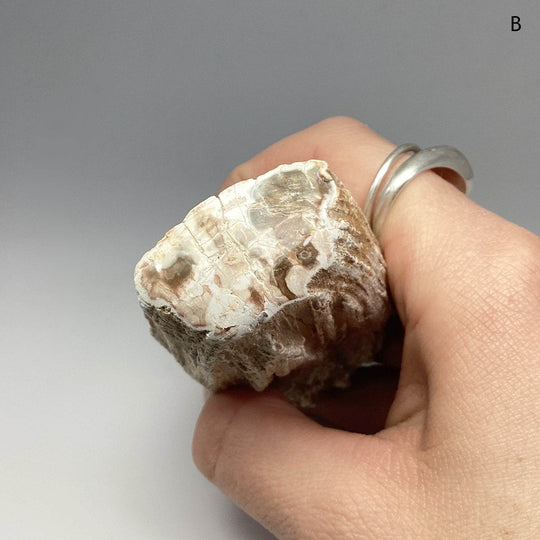 Petrified Wood Branch - Rocks and Gems Canada