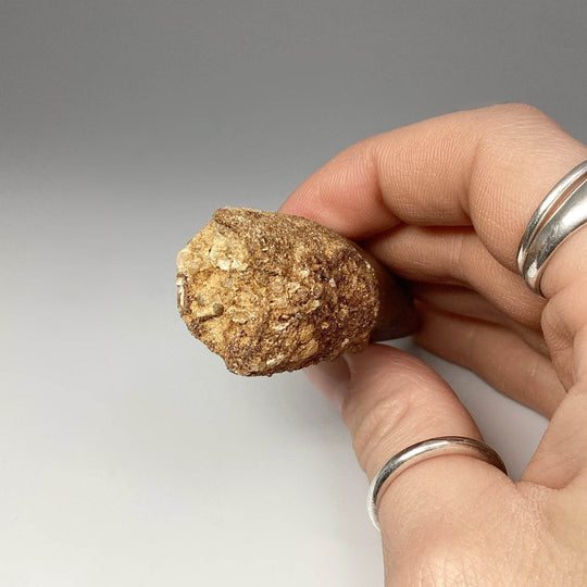 Fossilized Spinosaurus Tooth Specimen - Rocks and Gems Canada