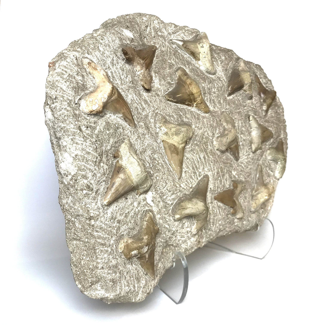 Fossilized Otodus/Lamna Shark Tooth Specimen in Matrix - Rocks and Gems Canada