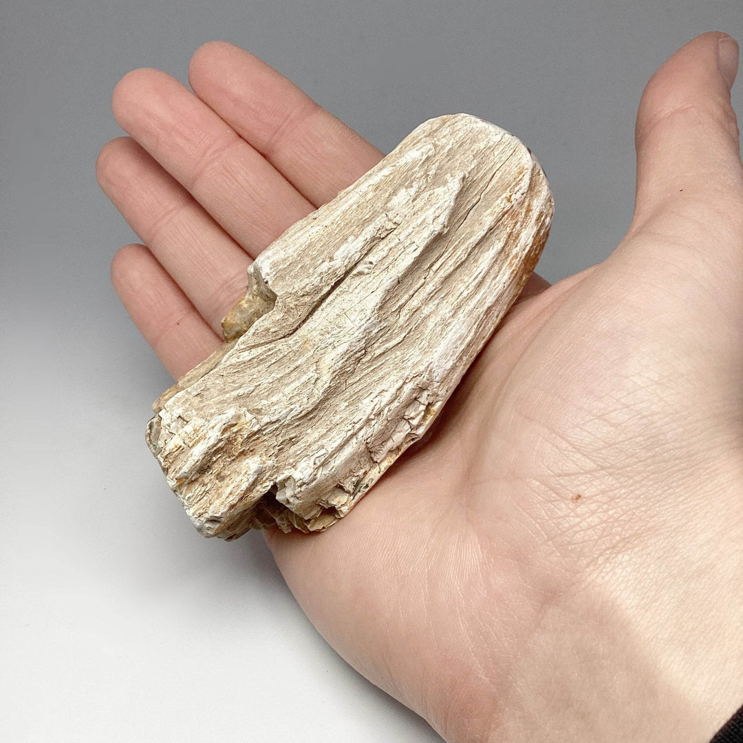 Petrified Wood Branch - Rocks and Gems Canada