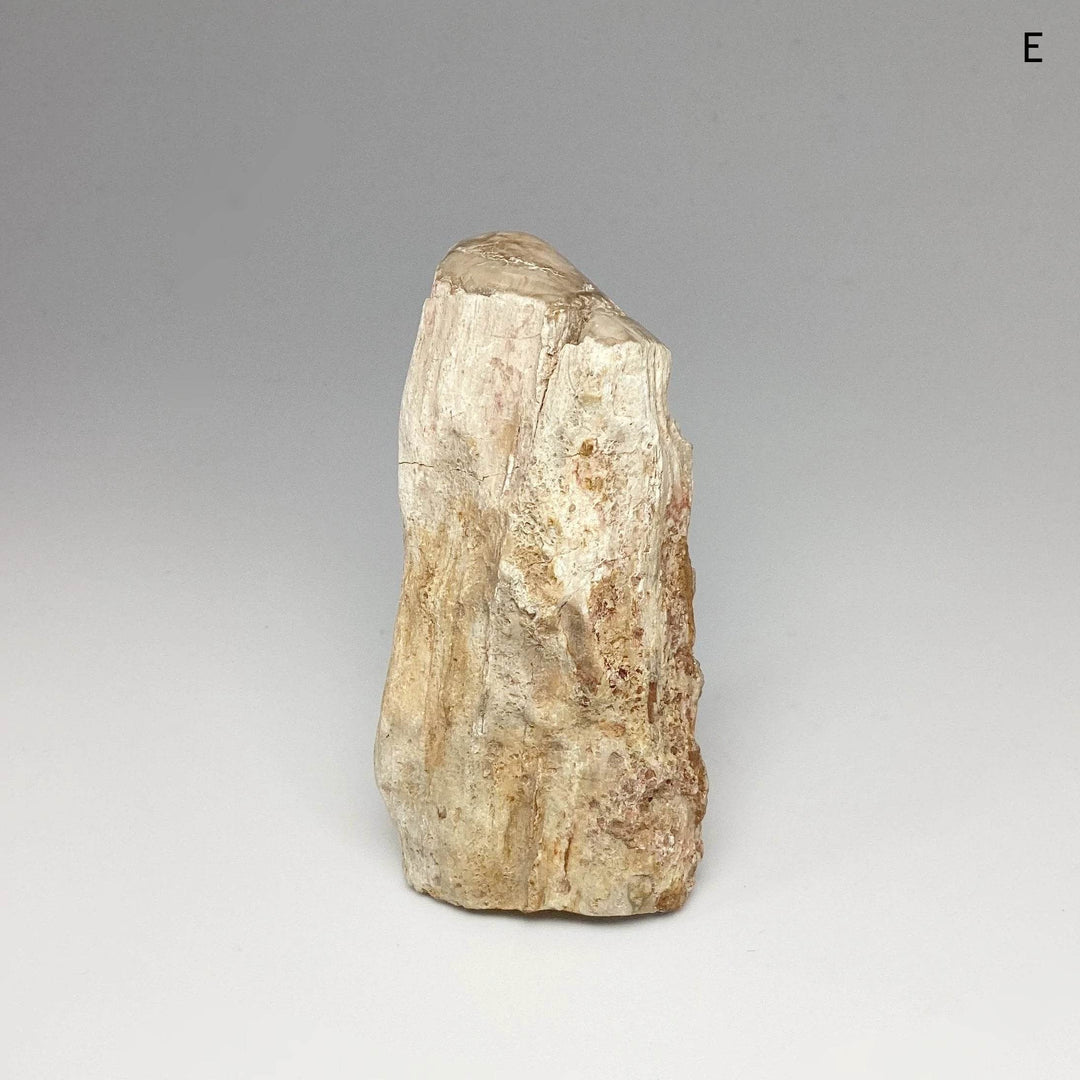 Petrified Wood Branch - Rocks and Gems Canada