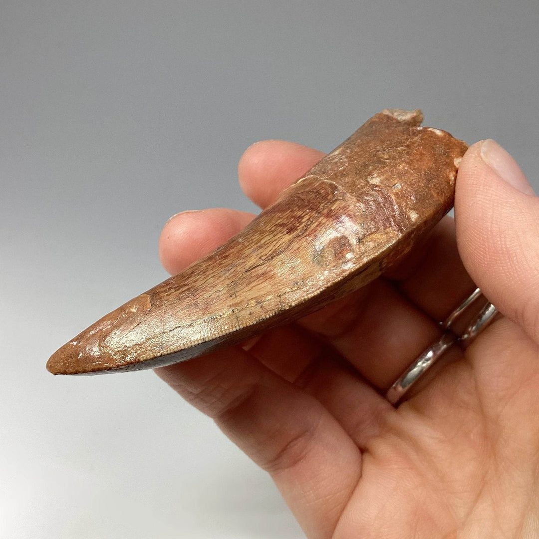 Fossilized Carcharodontosaurus Dinosaur Tooth Specimen - Rocks and Gems Canada