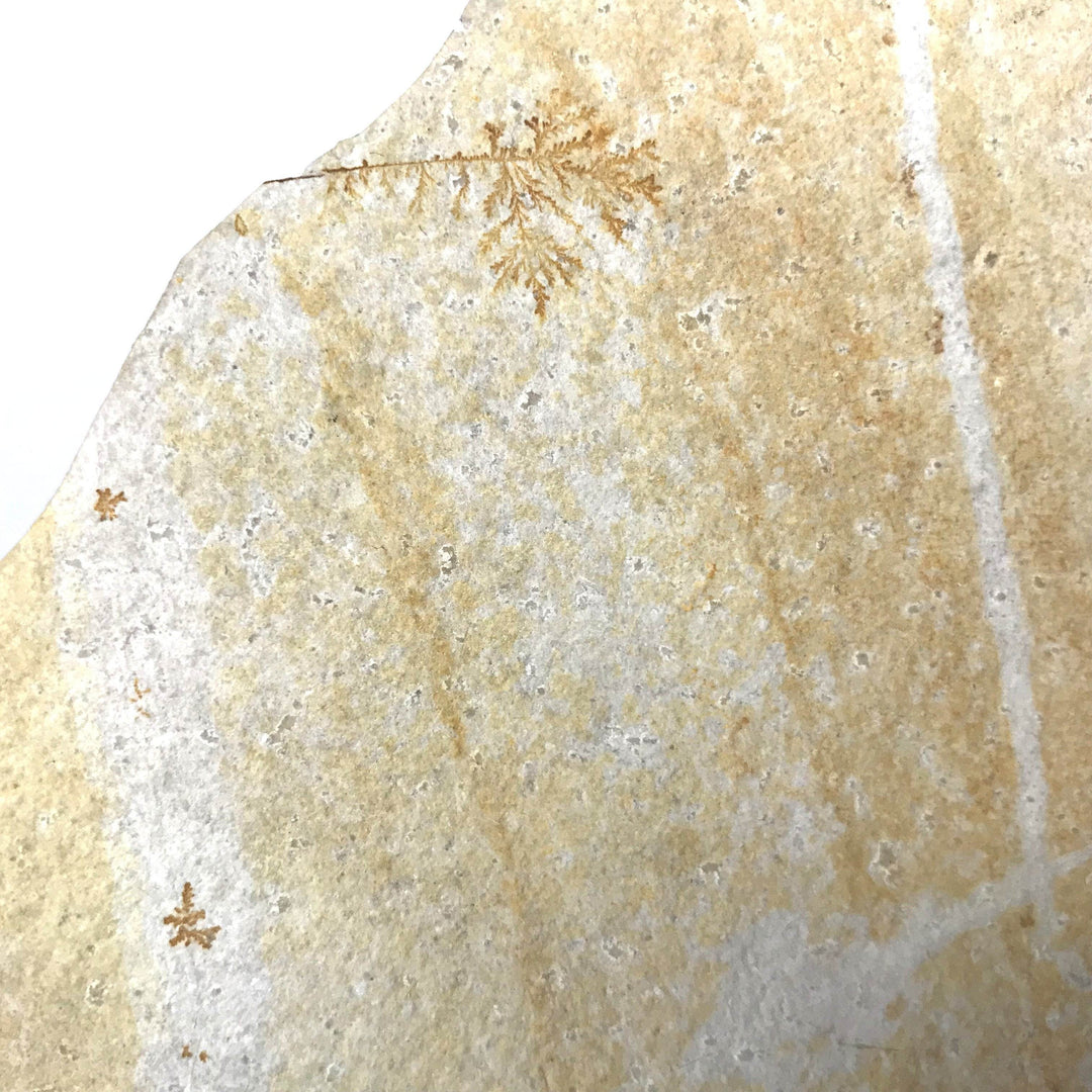 Dragonfly Fossil - Rocks and Gems Canada