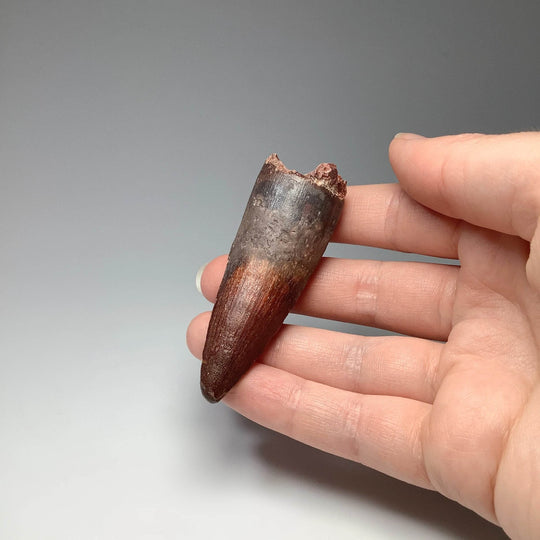 Fossilized Spinosaurus Tooth Specimen - Rocks and Gems Canada