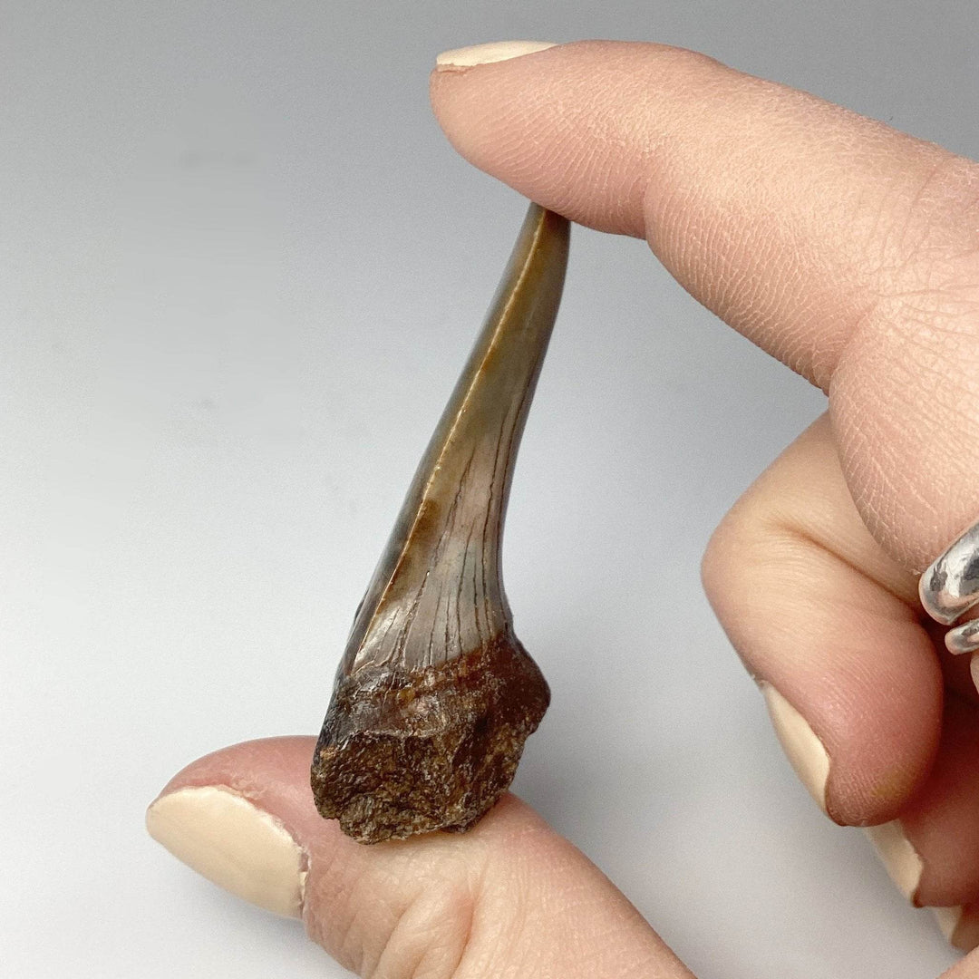 Fossilized Shark Tooth Specimen: Mako - Rocks and Gems Canada