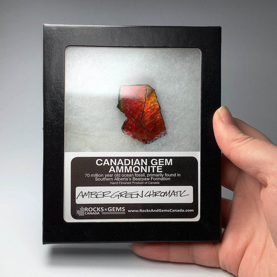 Ammolite Gem Display Box - Rocks and Gems Canada