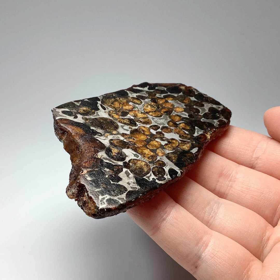 Sericho Meteorite Slice - Rocks and Gems Canada