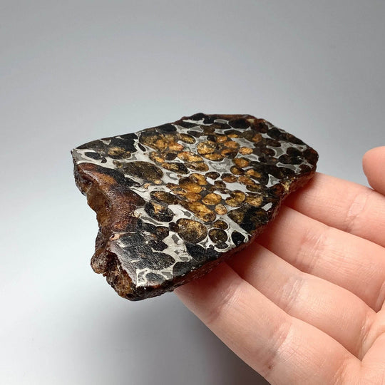 Sericho Meteorite Slice - Rocks and Gems Canada