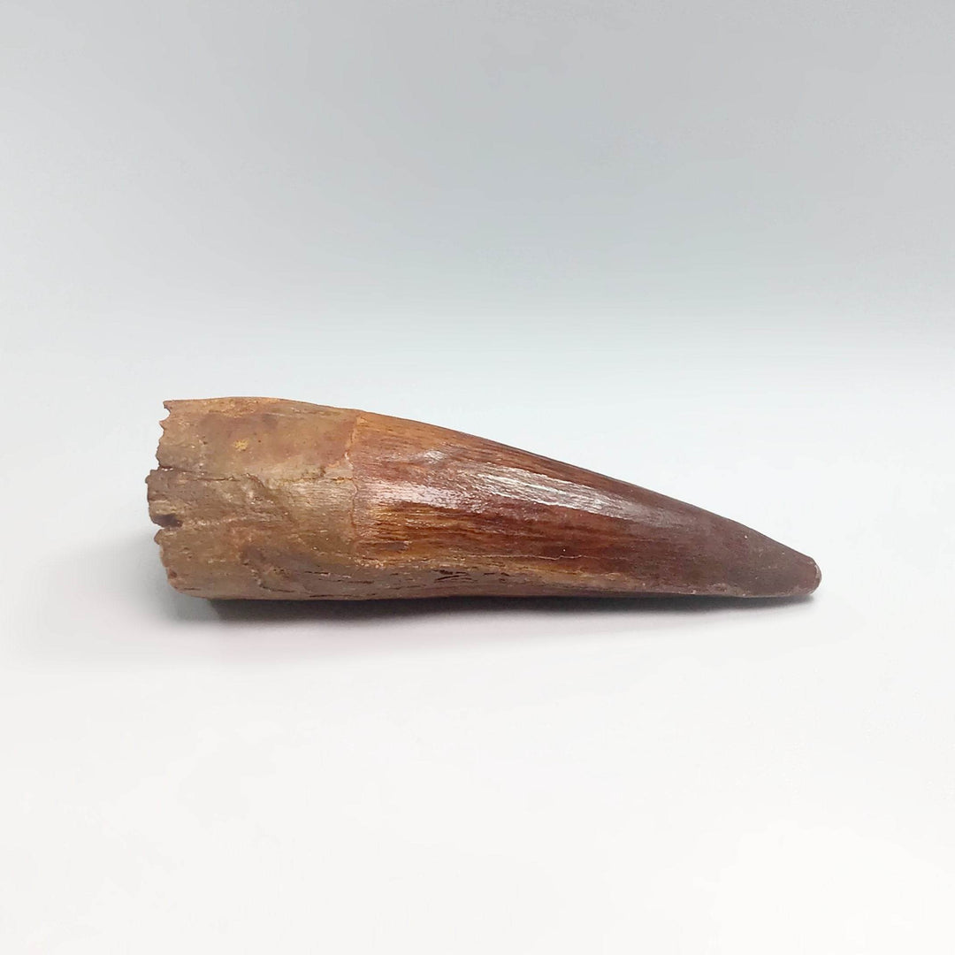 Fossilized Spinosaurus Tooth Specimen - Rocks and Gems Canada