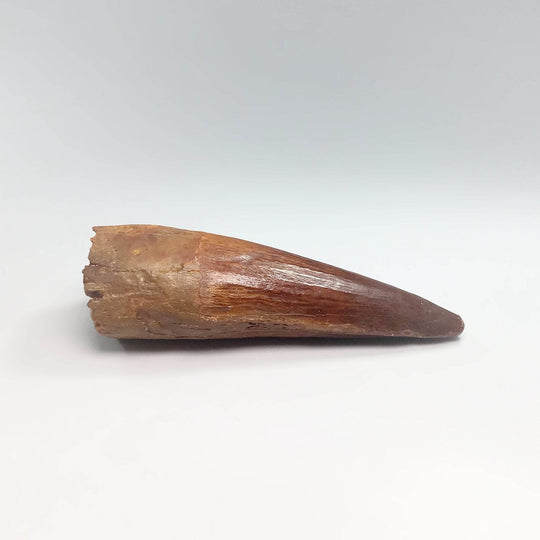 Fossilized Spinosaurus Tooth Specimen - Rocks and Gems Canada