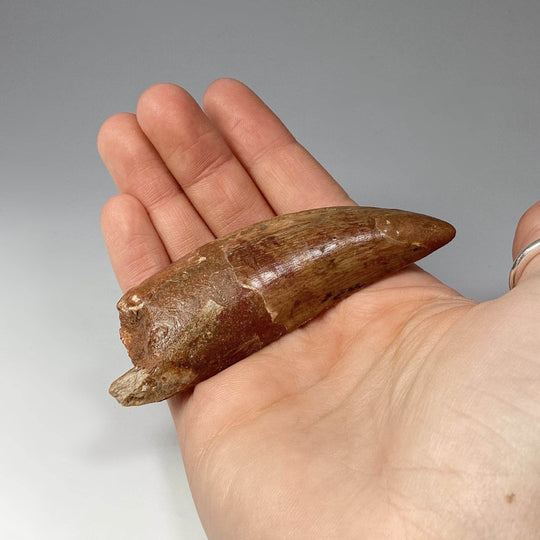 Fossilized Carcharodontosaurus Dinosaur Tooth Specimen - Rocks and Gems Canada