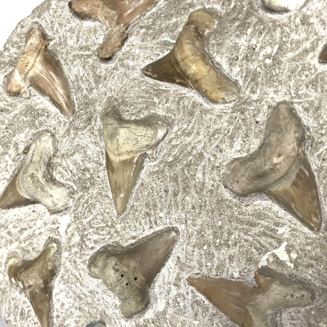 Fossilized Otodus/Lamna Shark Tooth Specimen in Matrix - Rocks and Gems Canada