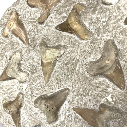 Fossilized Otodus/Lamna Shark Tooth Specimen in Matrix - Rocks and Gems Canada